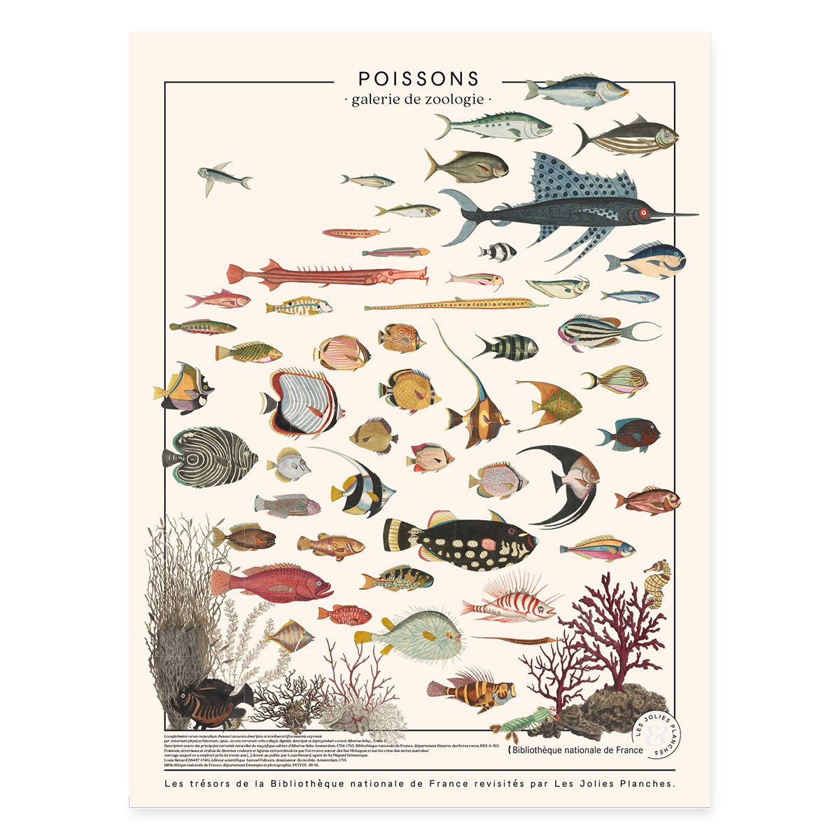 Exotic Fish Poster Les Jolies Planches 60x80 cm – Decoclico