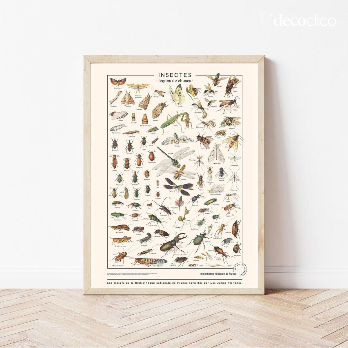 Insects Poster 50x70 cm Les Jolies Planches